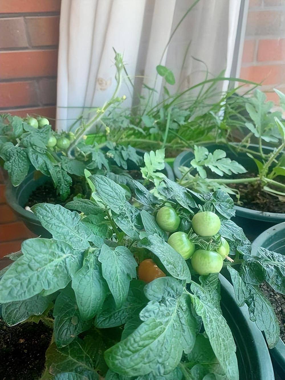 "5种"水果,可以种阳台,硕果累累营养丰富,还特别美观大气