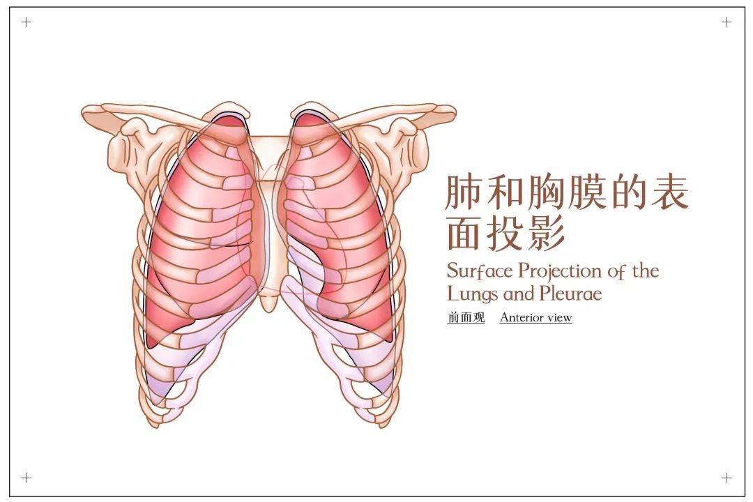 肺部气液平面图片