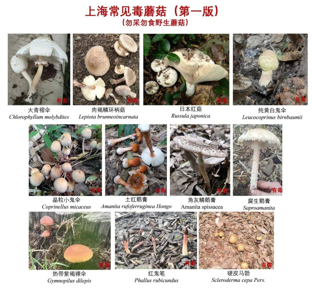 路边的野生菌你千万不要采