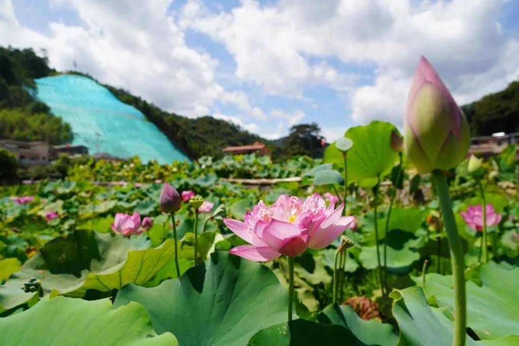 韶关武江江湾镇圩日烟火气渐浓,生产生活正加快恢复