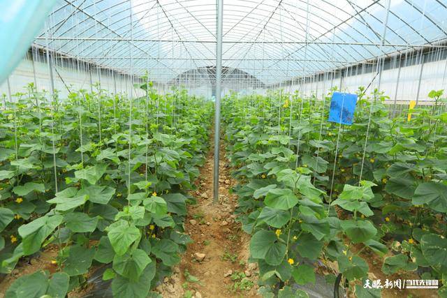寻求农村种植致富项目的意义(寻求农村种植致富项目的意义是什么)