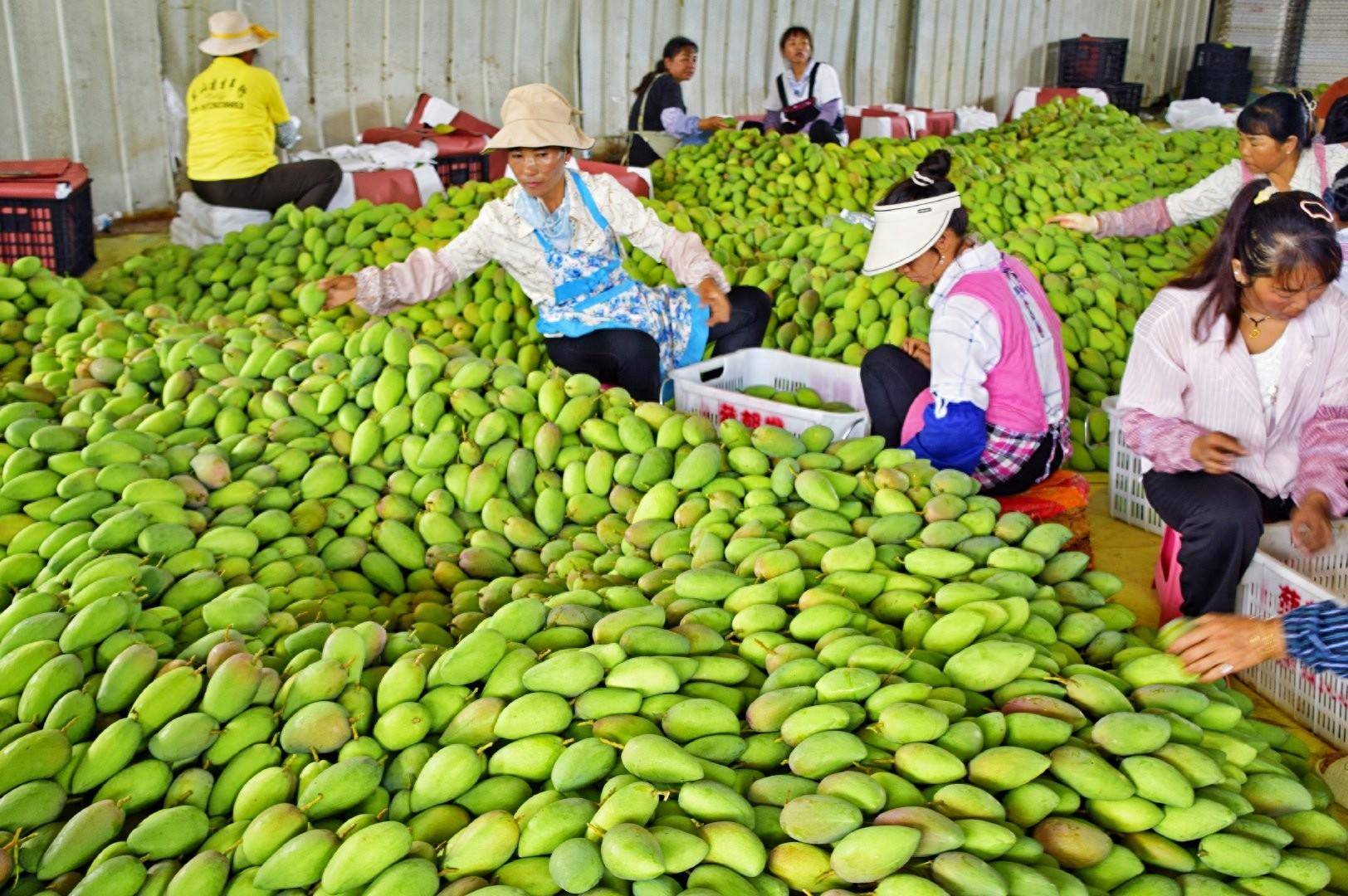 红河弥勒:芒果产业园成山区群众乡村振兴新模式_种植_江边乡_上市