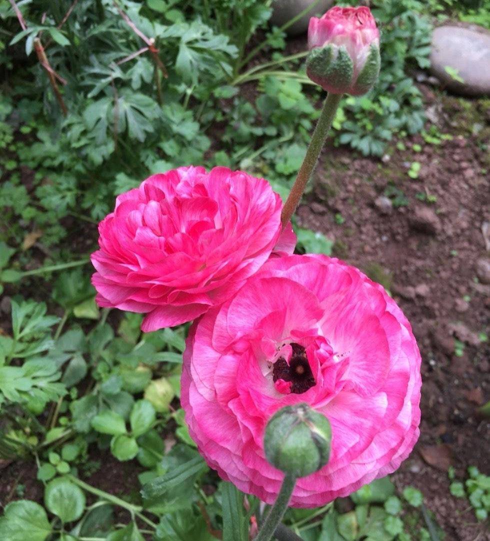 花毛茛怎么养?做好一步,来年又开花,花蕾更多鲜艳亮丽