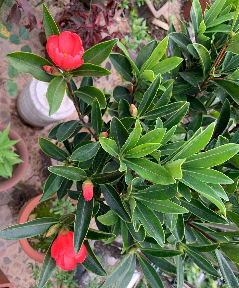 "四季茶花"这样养,花型也好看,花色也鲜艳,四季开花好喜庆