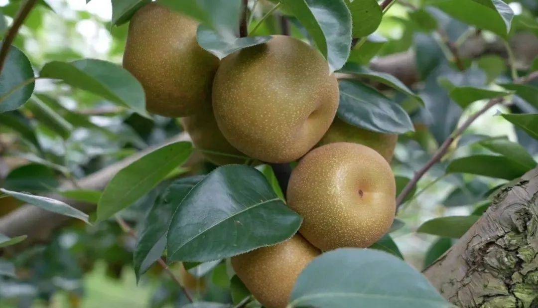 中民村梨园工作人员方小春:梨子大概在7月28日后最好吃,现在糖度不高