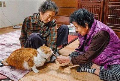 被奶奶带大的橘猫，这画风果然就是跟别人家的猫咪不太一样