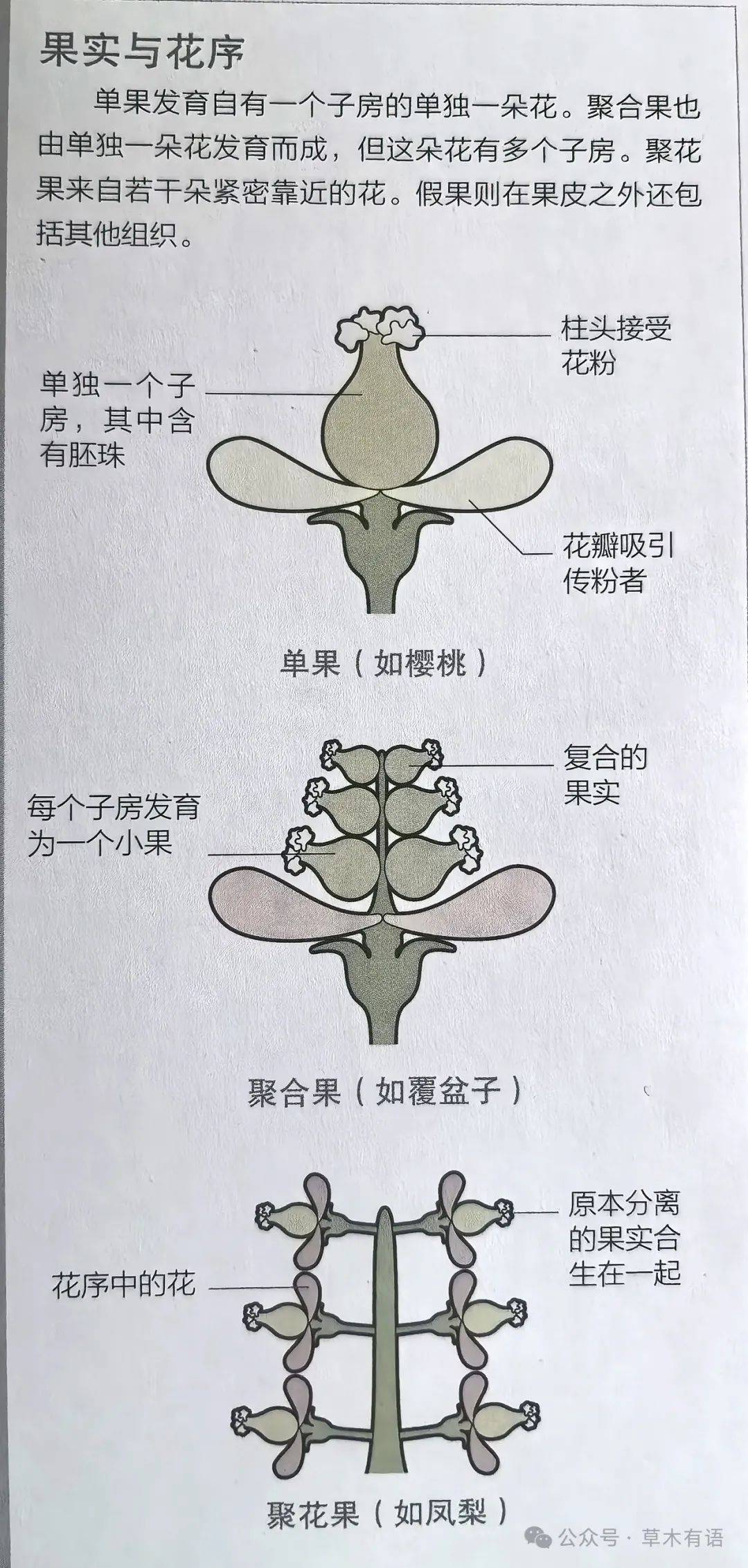 假果结构图片