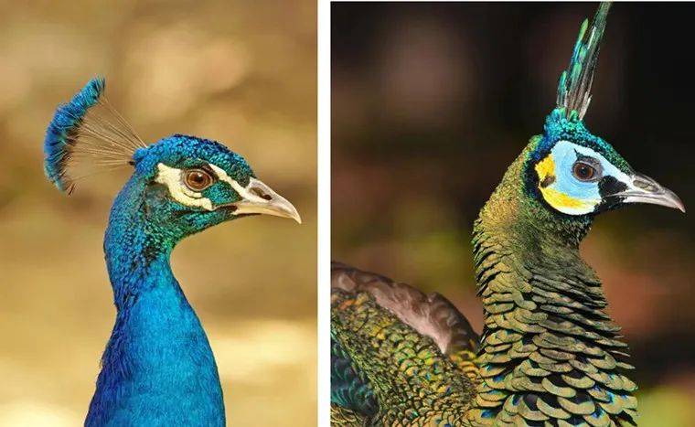 蓝孔雀(左)与绿孔雀(右)三,颈部绿孔雀:胸颈部体羽主要为翠金属绿色