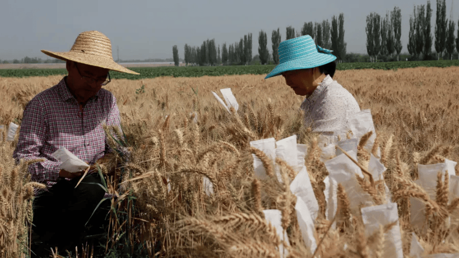 杨志刚在查看"新冬55号"麦穗结穗情况.