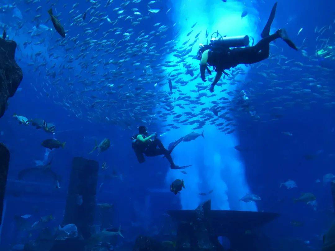 游览【亚特兰蒂斯失落的空间水族馆】游客们可以与86000多只海洋生活