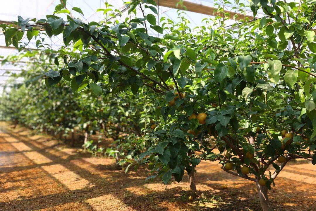 青浦这里的梨熟啦!_种植_梨园_康然