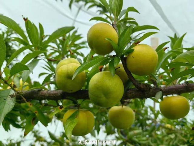 六桶镇:大力践行"两山"理念 绘就生态循环农业新风景_李子_杂草_种植