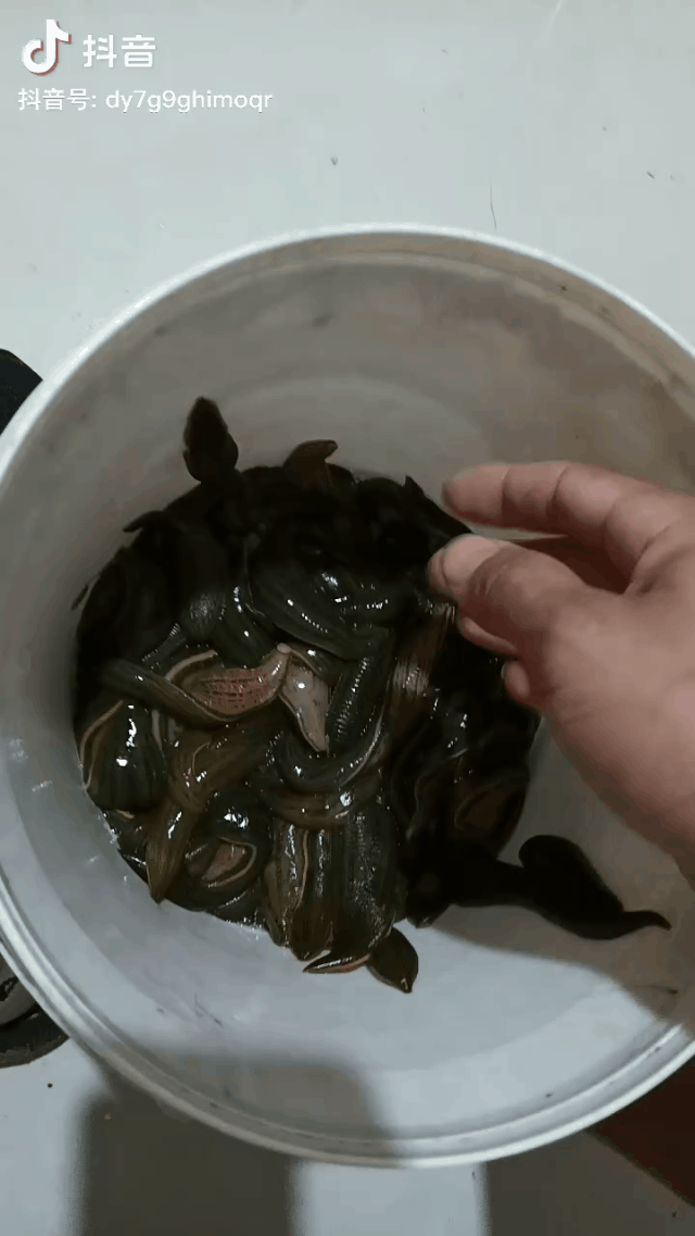 这东西意外值钱!_蚂蟥_网友_价格