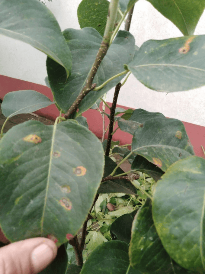 梨锈病危害大,注意及时防治!