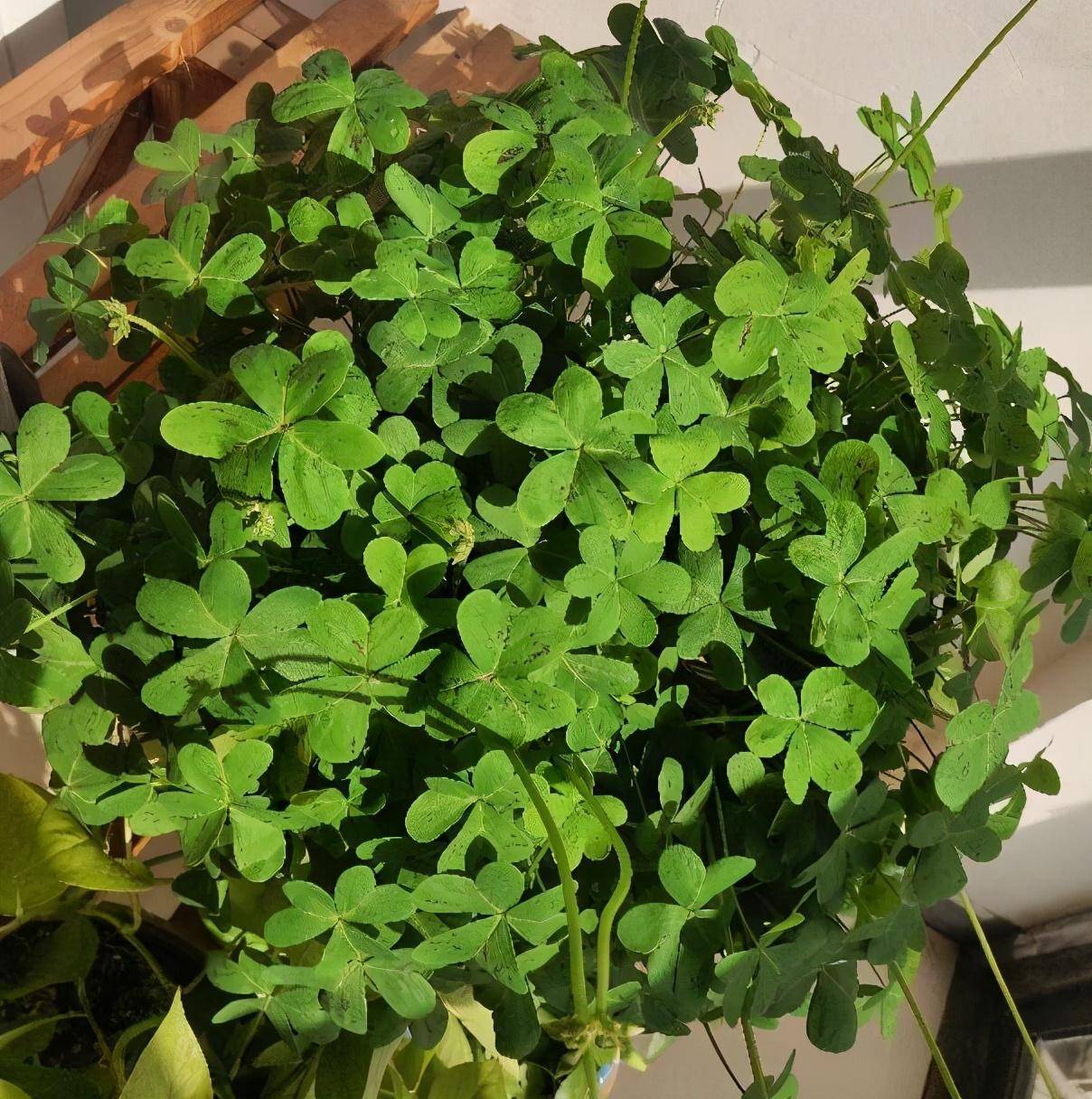 酢浆草黄麻子怎么养?记住4点,花儿又香又多开不停