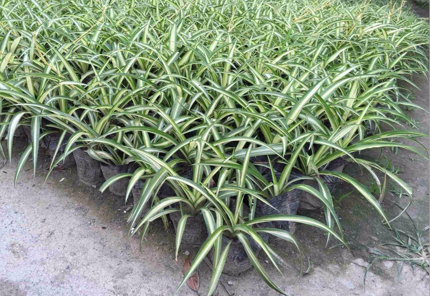 这2种吊兰,易扦插,好养活,长得又快又旺又美