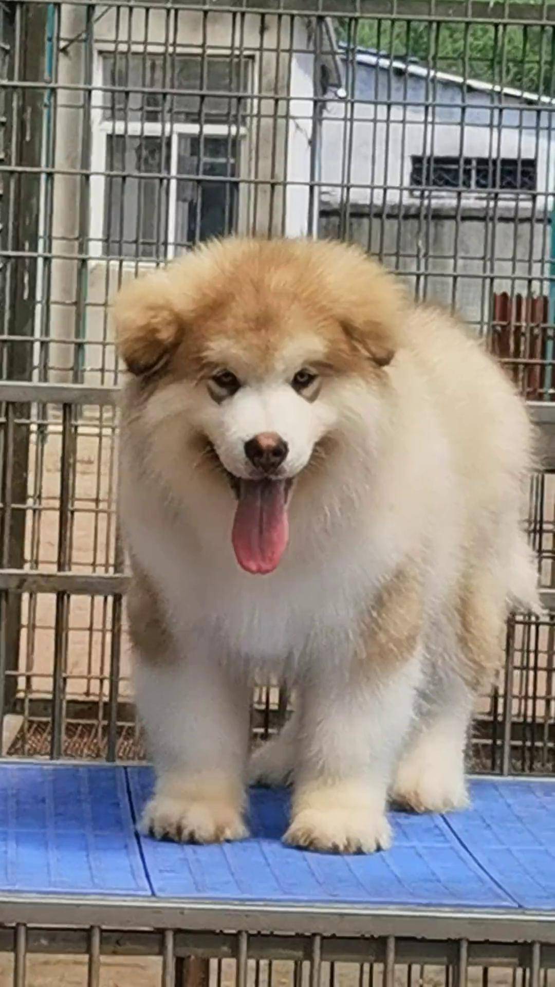 稀有的红桃小公,喜欢的请留言阿拉斯加 红桃