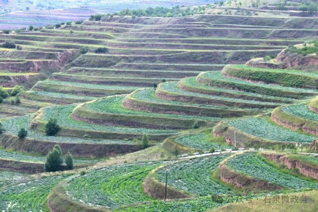 石泉乡岳曲村:让西葫芦变成增收致富的金葫芦