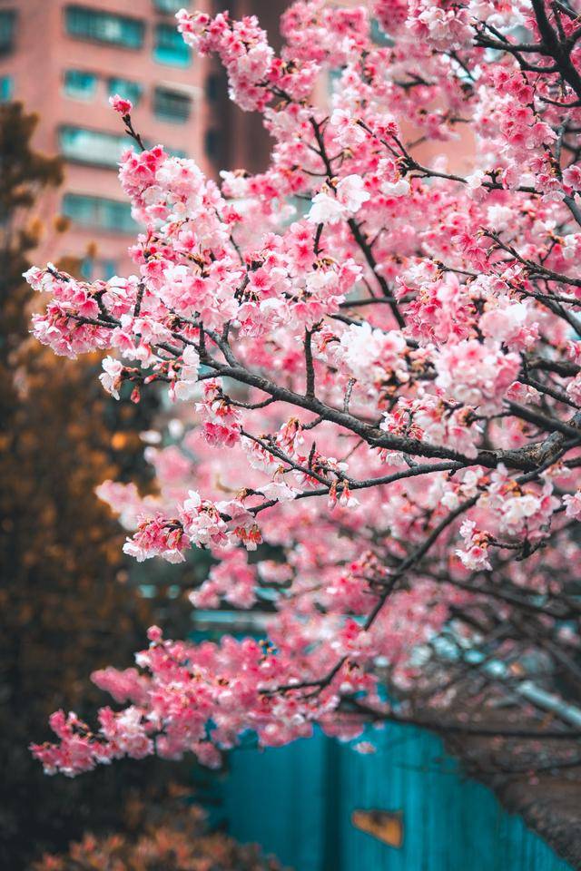 看樱花几月份去比较好?全球赏樱指南,带你领略粉色浪漫!