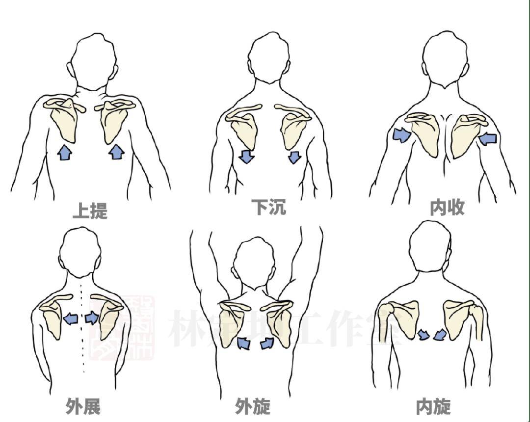 肩胛骨位于胸廓的后面,形状像一个倒置的三角形,位于第2-7肋骨之间,其