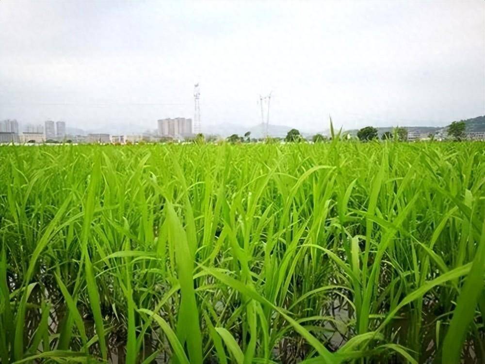 水稻被没顶淹1天以内的,稻苗生长基本不受影响;没顶淹2～3天的,排水后