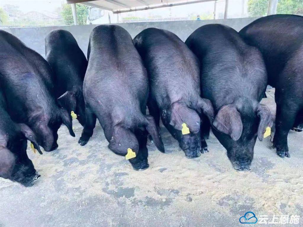 从濒危到"重生",来凤黑猪"减肥"勇闯市场_养殖_蔬果_恩施