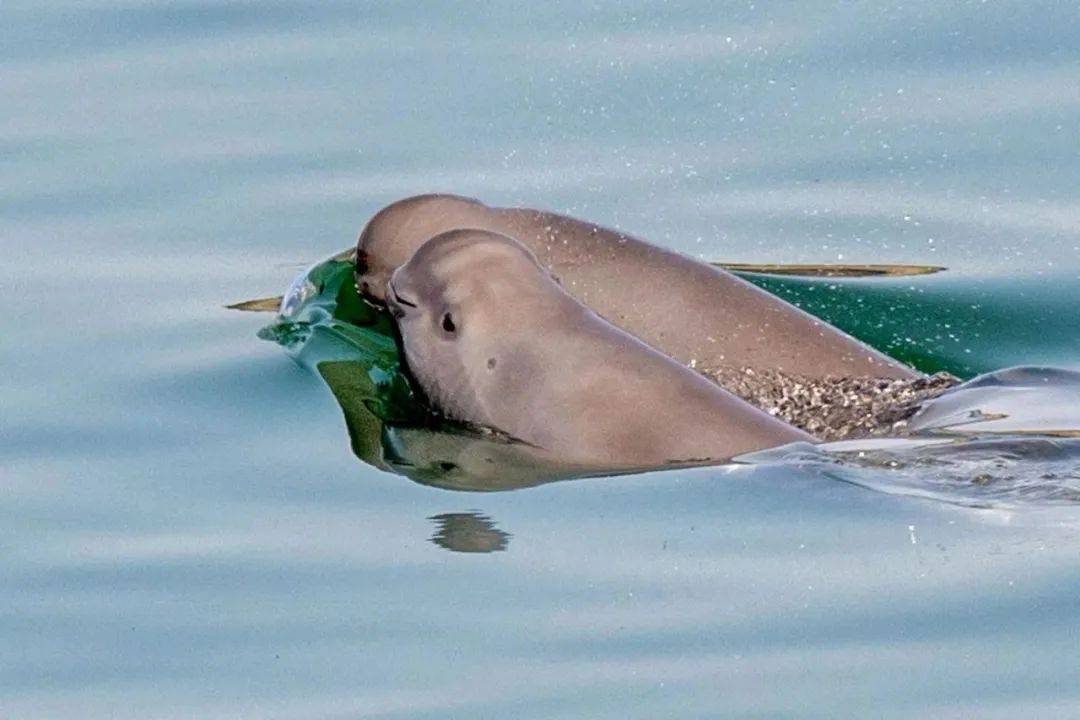 "串门儿"活动招募|一起来认识可爱的"微笑天使"——长江江豚