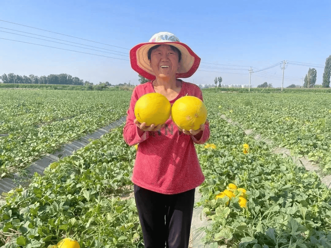 超好吃的民勤蜜瓜!29.