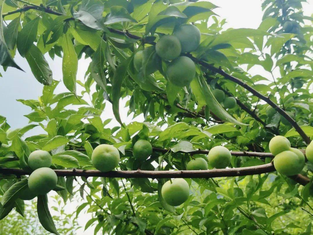 行沿德高速 品尝沿河沙子空心李
