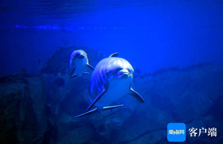 瓶鼻海豚在陵水产下小公主 海南迎来首例瓶鼻海豚新生