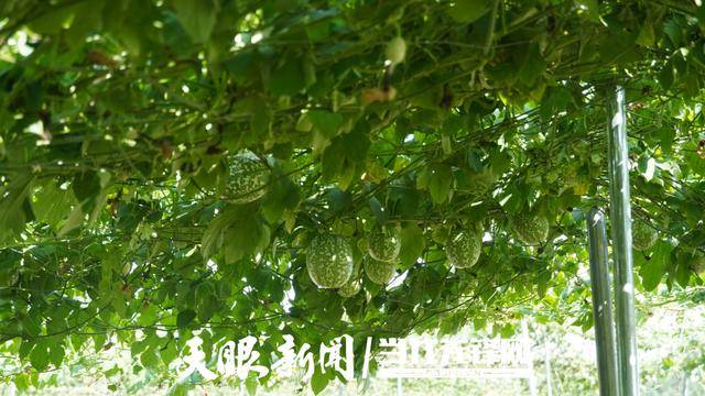 天眼影像｜金沙县桂花乡：小吊瓜发展大产业_顾野灵_李凯_种植