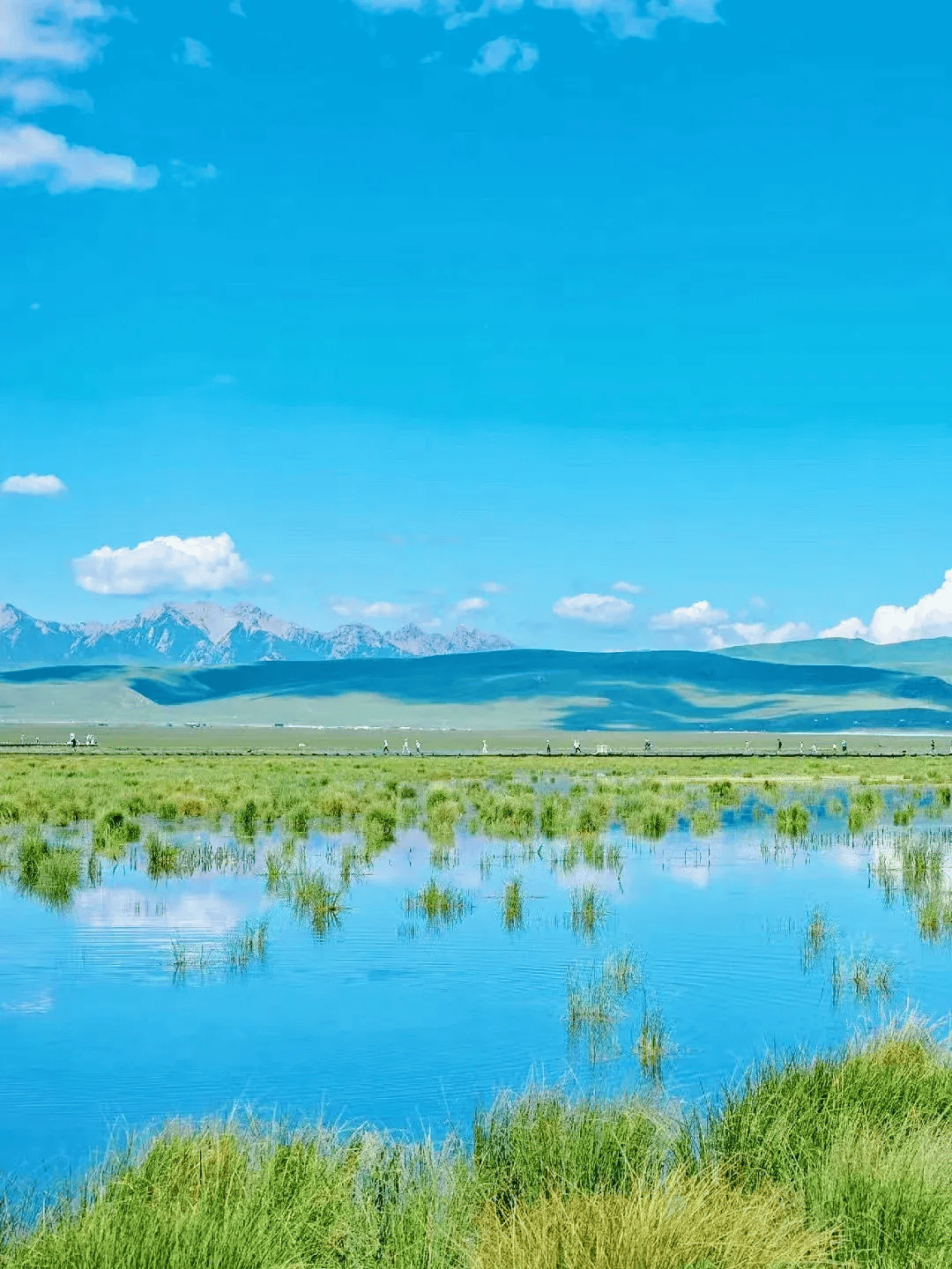 若尔盖大草原花海图片