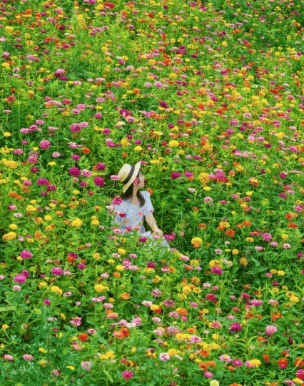 成都七月花海旅游攻略（成都七月适合去哪里旅游） 成都七月花海旅游攻略（成都七月得当
去那边

旅游）《成都七月有什么花》 旅游攻略
