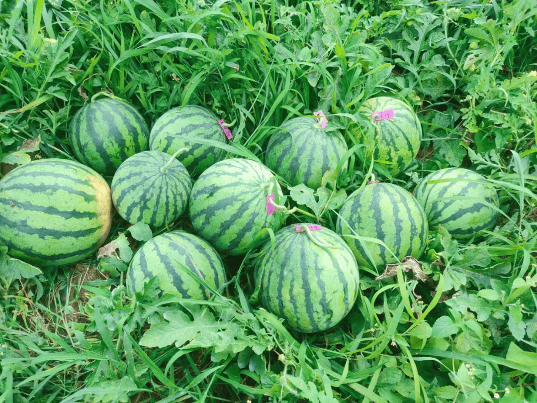 大方县对江镇:西瓜喜丰收 甜蜜致富路