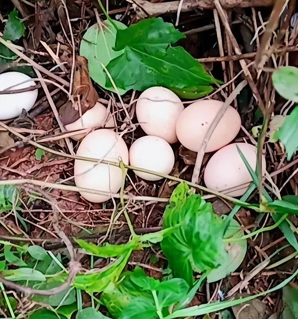 云南幼儿园附近发现眼镜王蛇,2.8米长,在孵化30枚蛇蛋