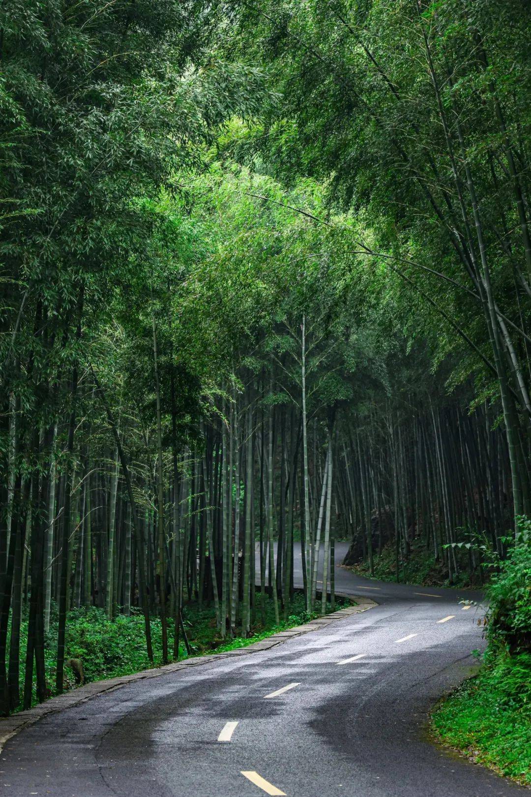 北海北海竹林图片