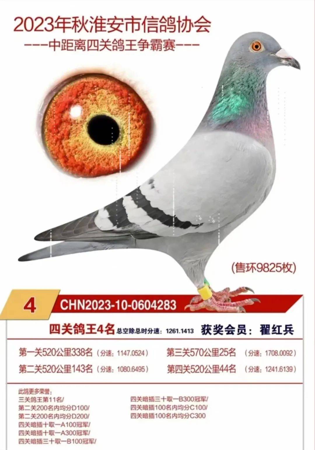 地级市鸽会秋季四关售环1.5万枚