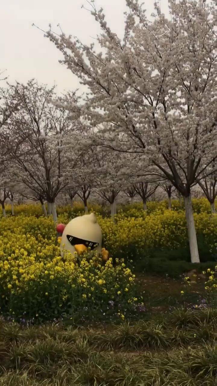 孤柏渡飞黄旅游区樱花图片