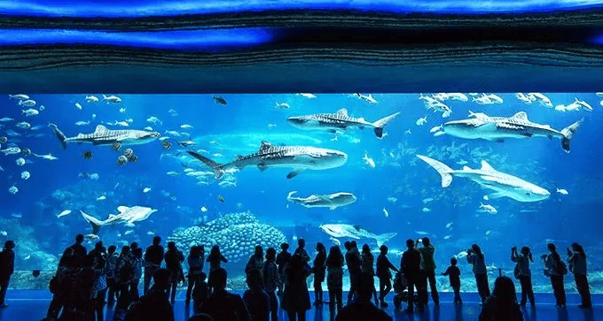 珠海海洋王国纯玩1天,暑期遛娃好去处,全家齐开心.