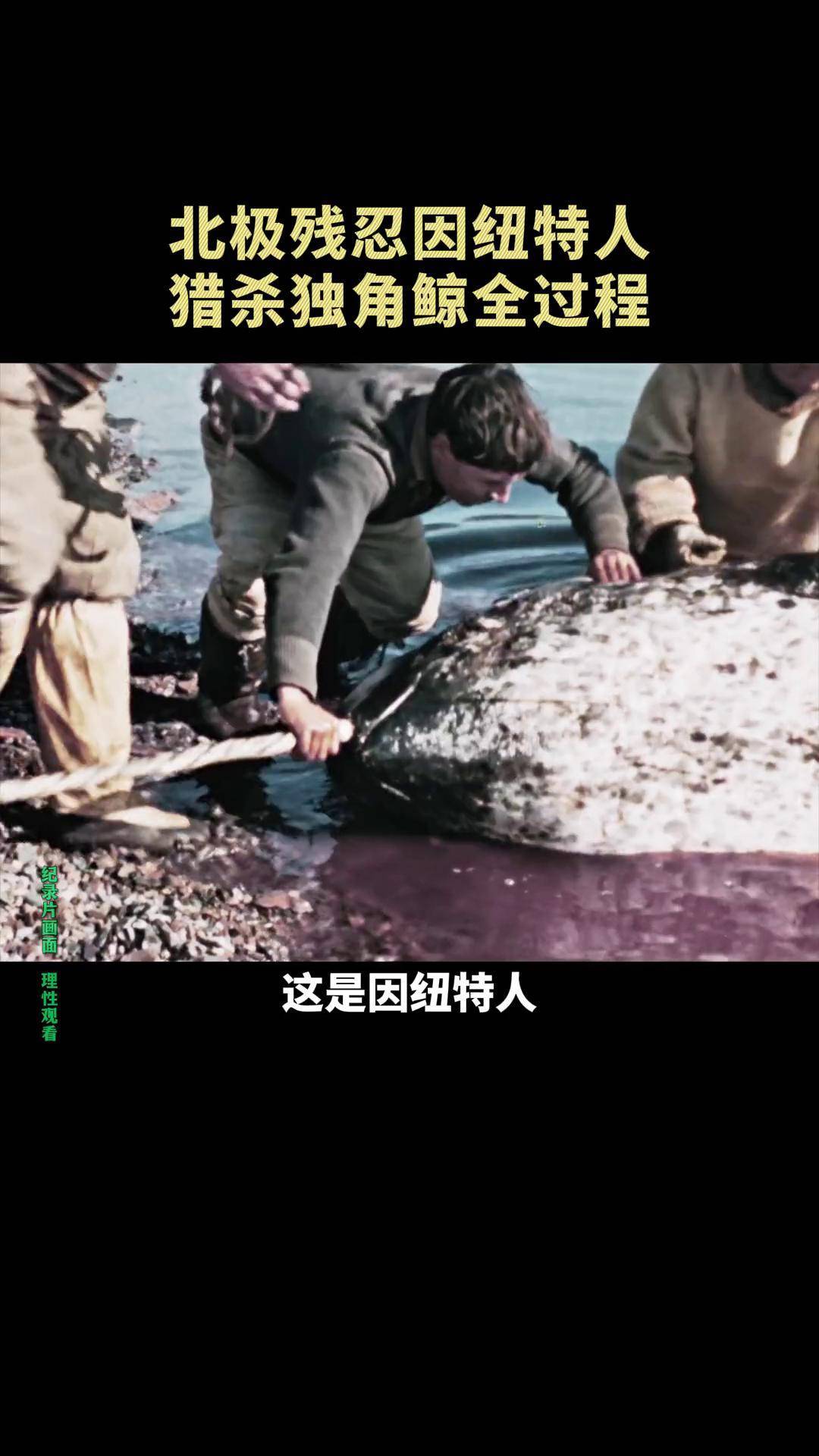 因纽特人独特的狩猎方式! 纪录片 dou来安利纪录片 因纽特人