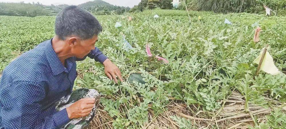 “超级瓜王”!新昌这人种的1株西瓜秧苗结出22个瓜!_杨达华_种植_藤蔓