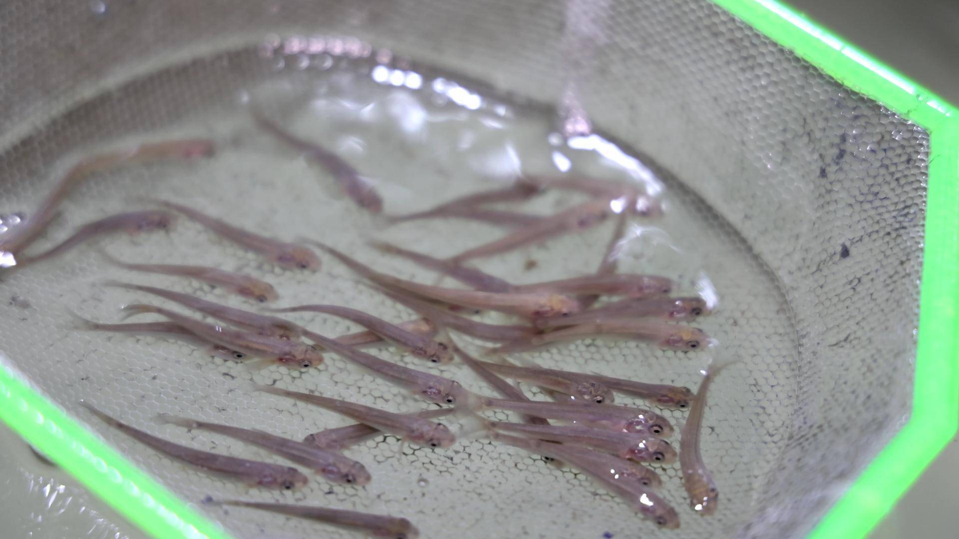 5万尾珍稀土著鱼苗放流新疆头屯河楼庄子水库