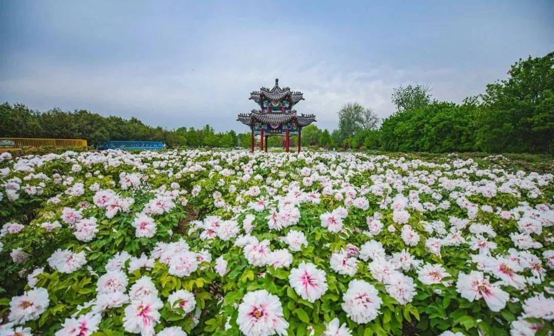 景点及研学内容介绍上午走进菏泽市中小学生研学基地,国家aaaa级旅游