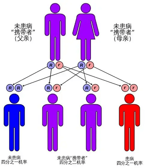 人类繁殖后代的图片