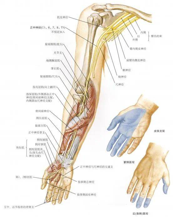 手部神经支配口诀图片