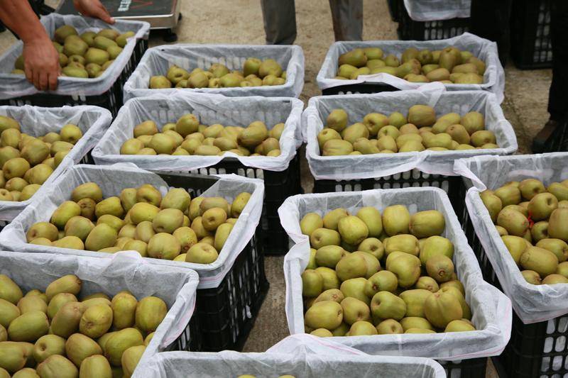 甜"猕"之约 昭通绥江猕猴桃上市啦