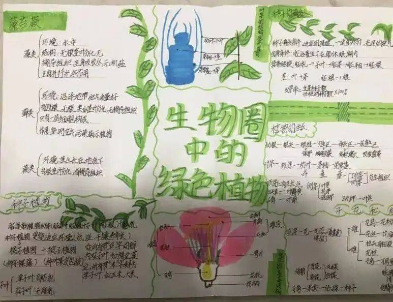 八上生物手抄报内容图片