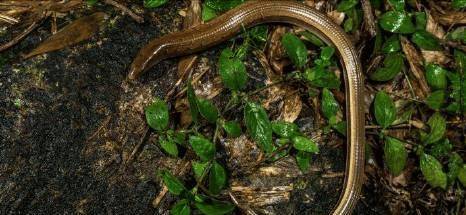 看着有点像鳗鱼,身上比较光滑,还有点反光,颜色也比较浅,但是鳗鱼怎么