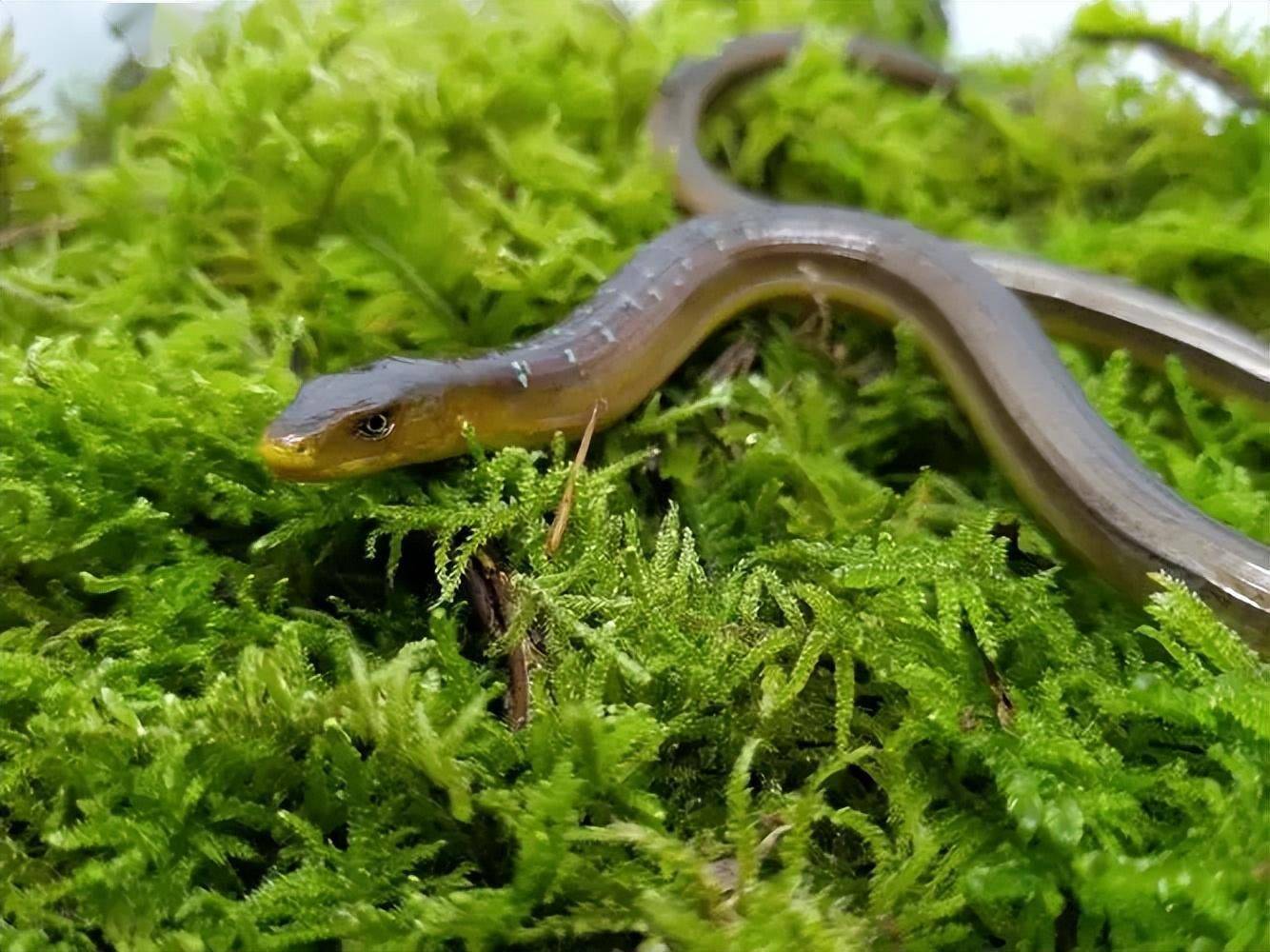 浙江大叔山上挖到"山鳗"?不是蛇!竟然是濒危动物