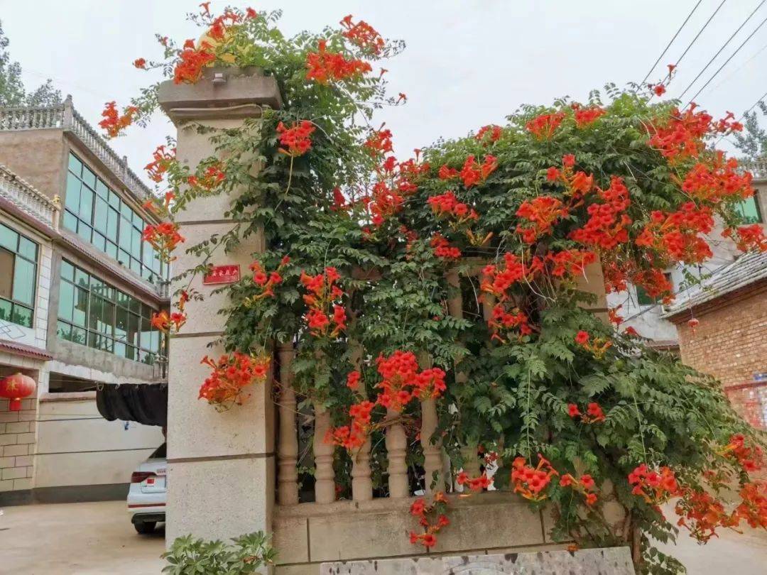 乡村小院变花园慕了!